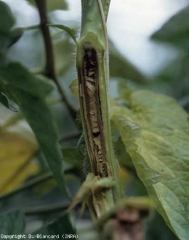 Dorado y licuefacción de la médula.  <i> <b> Pseudomonas corrugata </b> </i> (médula negra, necrosis de la médula del tomate)