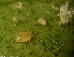 Protonymphe de <i> Tetranychus urticae </i>.  <b> Acarien tisserand </b> (ácaro rojo)