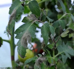 Varios folletos están ahora afectados;  las áreas aceitosas y marrones son claramente visibles.  <i> <b> Phytophthora infestans </b> </i>