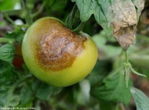 Esta tarea es más avanzada.  Es de color marrón, bien moteado e irregularmente irregular en la superficie.  <i> <b> Phytophthora infestans </b> </i>