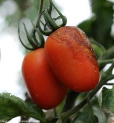 Esta fruta en maduración también tiene lesiones moteadas de color marrón.  <i> <b> Phytophthora infestans </b> </i>