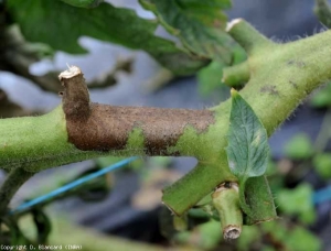 Esta porción del tallo también se altera.  Lesiones parduscas a negras en la cintura de varios centímetros.  <i> <b> Phytophthora infestans </b> </i>