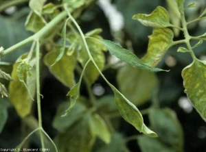 Las láminas foliares de esta hoja de tomate virosa se desarrollan solo parcialmente en la dirección del ancho, lo que finalmente les da un aspecto más o menos filiforme.  <b> Virus del mosaico del pepino </b> (<i> Virus del mosaico del pepino </i>, CMV)