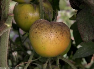 El moho de hollín ahora está bien desarrollado.  Numerosas colonias de color verde oscuro salpican esta fruta.