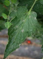 Algunas manchas polvorientas, blancas y circulares, salpican la hoja de este folleto.  <b> <i> Oidium neolycopersici </i> </b> (mildiú polvoroso)