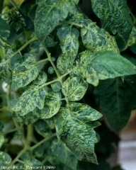 Este aligeramiento de los nervios gana una porción significativa del tejido foliar ubicado entre las venas de los folíolos de esta hoja de tomate. <b><i>Pepino mosaic virus</i>, PepMV</b>