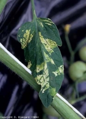 En algunos casos, se puede ver un mosaico de mosaico de color amarillo brillante a blanco.  Esto recuerda un poco al mosaico de aucuba descrito para el ToMV. <b><i>Pepino mosaic virus</i>, PepMV</b>