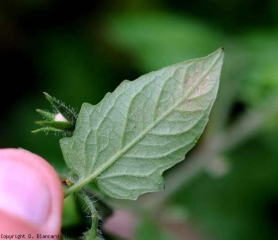 <b><i>Frankliniella occidentalis</i></b> (thrips)