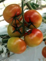 bemisia_tabaci_tomate_DB_542_722