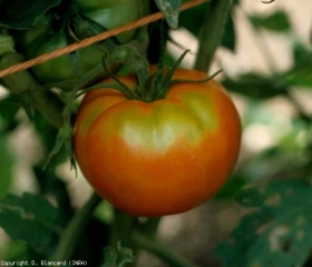 El área del tallo de la fruta de la derecha se mantuvo uniformemente de color verde anaranjado.  <b> Paleta verde </b> (paletilla verde)