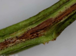 El pardeamiento vascular puede extenderse hacia el tallo varios centímetros por encima de la corona.  Luego, los vasos adquieren un tinte marrón a veces muy oscuro.  <b> <i> Fusarium oxysporum </i> f.  sp.  <i> radicis-lycopersici </i> (FORL) </b> (<i> Fusarium </i> pudrición de la corona y la raíz)