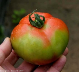 Daños muy marcados por <b> moteado fisiológico </b> (manchas inmaduras, maduración con manchas)
