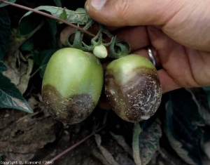 Estos dos frutos están cubiertos en gran parte por una a varias lesiones vagamente en forma de diana, que consisten en bandas concéntricas, de color marrón oscuro, difusas y más o menos festoneadas.  Tenga en cuenta que la superficie de la fruta permanece lisa y firme.  <i> <b> Phytophthora nicotianae </b> </i> (<i> Phytophthora </i> pudrición de la corona y la raíz)