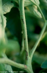 Se observan lesiones marrones en los tallos.  <b> <i> Pseudomonas syringae </i> pv.  <i> tomate </i> </b> (mota, mancha bacteriana)