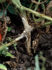 El micelio prolifera en el tallo, incluso si está enterrado.  <b> <i> Sclerotium rolfsii </i> </b>