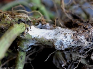 El micelio prolifera en el tallo, incluso si está enterrado.  <b> <i> Sclerotium rolfsii </i> </b>