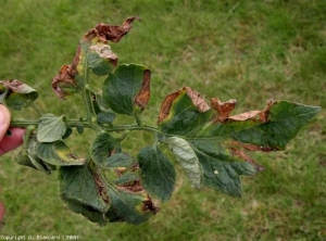 Varios folíolos de esta hoja muestran las mismas lesiones necróticas en forma de V que están rodeadas de un halo con un margen clorótico.  <b> <i> Verticillium dahliae </i> </b> (marchitez por verticillium, <i> marchitez por Verticillium </i>)