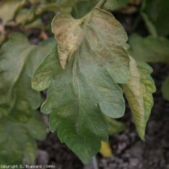 Este gran folleto ha adquirido un tinte más o menos bronceado localmente. <b> <i> Aculops lycopersici </i> </b> (ácaro bronceado, ácaro rojizo del tomate)