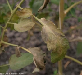 El tinte de bronce se extiende gradualmente a la hoja que termina secándose gradualmente.  <b> <i> Aculops lycopsersici </i> </b> (ácaro bronceado, ácaro rojo del tomate)