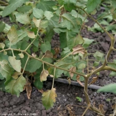 Además de los folíolos, el tallo también adquiere ese tinte de bronce característico de la Acariosis Bronceada.  <b> <i> Aculops lycopersici </i> </b> (ácaro bronceado, ácaro rojo del tomate)