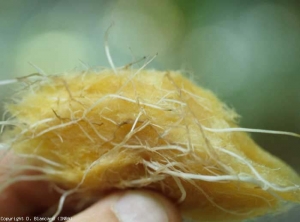 Raíces blancas aún sanas y raíces amarillentas colonizadas por una <b> <i> Pythium </i> sp. </b> son visibles en este fragmento de lana de roca recuperado en una bolsa