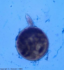 En esta hembra extirpada de una hiel, podemos ver claramente su estilete.  <b> <i> Meloidogyne </i> spp. </b> (nematodos agalladores)