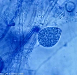 Esporangio joven, ovoide, sin papas, de <i> Phytophothora cryptogea </i>.  <b> <i> Phytophthora </i> spp.  </b> (amortiguación, pudrición de raíces y basales, amortiguación, pudrición de patas y raíces, pudrición de castaño de indias)