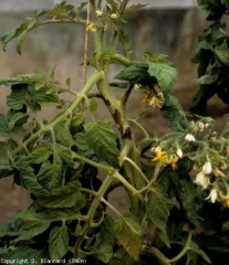 Sobre este tallo se extienden varias lesiones negruzcas e irregulares.  <b> <i> Pseudomonas corrugata </i> </b> (médula negra, necrosis de la médula del tomate)