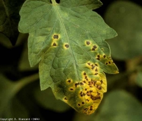 Varias pequeñas lesiones marrones, con un halo amarillo marcado, se van juntando gradualmente en este folíolo de tomate.  <b> <i> Pseudomonas syringuae </i> pv.  <i> tomate </i> </b> (mota, mancha bacteriana)