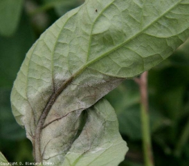 Un discreto fieltro blanco cubre más o menos la periferia de esta gran mancha lívida.  <b><i> Phytophthora infestans </i></b> (mildiú tardío)