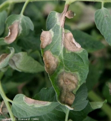 Varias manchas grandes cubren una proporción significativa del limbo de esta hoja.  Son necróticos en su centro, verde claro en la periferia.  <b><i> Phytophthora infestans </i></b>