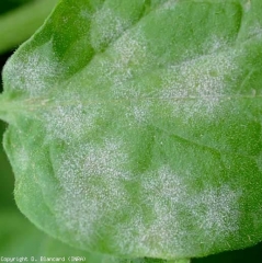 Varias colonias circulares de <i> <b> Oidium neolycopersici </b> </i> son visibles en la hoja de este foliolo de tomate, estas producen numerosos conidios, que son diseminados especialmente por el viento.