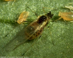 El <b> pulgón verde del melocotonero </b>, <i> Myzus persicae </i>, es una plaga importante y dispersa a nivel mundial en los tomates, pero también en los pepinos, las patatas y el tabaco.  Los individuos sin alas son más pequeños que los adultos y varían en color.