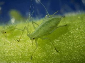 El <b> pulgón verde de la patata </b>, <i> Macrosiphum euphorbiae </i>, se encuentra en diversas hortalizas (berenjena, patata, lechuga, tomate, etc.) y ornamentales (rosa, crisantemo ...).  Los adultos son bastante grandes (miden hasta 4 mm) y de color rosa o verde según el biotipo.