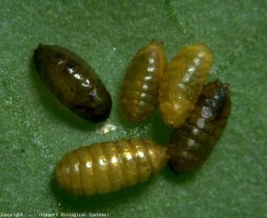 Pupas de minadores de hojas de ocre a marrón oscuro.  <b> <i> Liriomyza bryoniae </i> </b> (minador de hojas, minador de hojas)