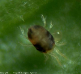 <b> <i> Tetranychus urticae </i> </b> de color verde (ácaro tejedor, araña roja)