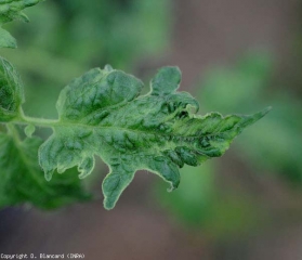 Este folleto afectado por ToMV muestra una hoja fuertemente distorsionada e hinchada.  <b> <i>Tomato mosaic virus</i></b> 