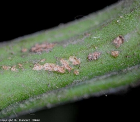 Pequeñas lesiones cubiertas de cancro en los tallos de tomate.  <b> <i> Clavibacter michiganensis </i> subsp.  <i> michigansensis </i> </b> (cancro bacteriano)