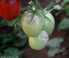 <i> <b> Phytophthora infestans </b> </i> produjo rápidamente frutos en esta fruta joven.  La alta humedad del refugio lo permitió. 