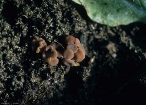 La forma perfecta de <b> <i> Sclerotinia sclerotiorum </i> </b> se materializa mediante la producción de apotecios en los esclerocios.  Su color es variable (blanco amarillento, marrón claro a marrón claro).  (<i> Sclerotinia </i> gota)