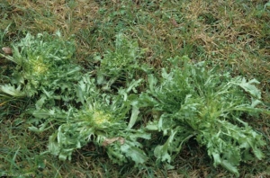 Estas 4 achicorias rizadas, más o menos atacadas por <i> <b> Thielaviopsis basicola </b> </i> (<i> Chalara elegans </i>, "pudrición de la raíz negra"), muestran tamaños muy diferentes, esto a pesar de una plantación realizada en la misma fecha.