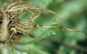 También son visibles alteraciones mojadas y marrones.  La pudrición profunda del tejido hace que las raíces se rompan cuando se arrancan las plantas.  <i> <b> Thielaviopsis basicola </b> </i> (<i> Chalara elegans </i>, "pudrición de la raíz negra")