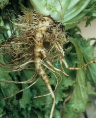 Su sistema radicular está más o menos alterado, lo que explica el escaso crecimiento de las plantas.  <b> <i> Thielaviopsis basicola </i> </b> (<i> Chalara elegans </i>, "pudrición de la raíz negra")