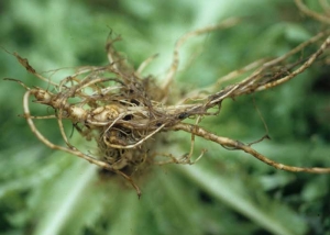 <i> <b> Thielaviopsis basicola </b> </i> (<i> Chalara elegans </i>) también es responsable de una pudrición de color marrón oscuro a negro que afecta a muchas raíces;  esta alteración está en el origen del nombre anglosajón de la enfermedad: "pudrición de la raíz negra".