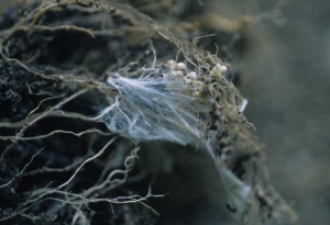 Un micelio denso, blanco y radiante caractérise la présence du champignon <b> <i> Athelia rolfsii </i> </b> (<i> Sclerotium rolfsii </i>. )
