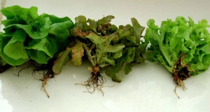 Estas ensaladas, poco fuertes, revelan unas hojas más o menos marchitas y / o secas. <b> <i> Fusarium oxysporum </i> f. sp. <i> lactucae </i> </b> ("marchitez por fusarium") 