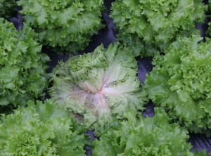 Las hojas externas de esta ensalada se marchitan debido a la invasión de los pecíolos y las venas principales por el hongo. <b> <i> Sclerotinia sclerotiorum </i> </b> (esclerotinia, <i> Sclerotinia </i> gota)