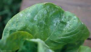 Algunas manchas blancas en polvo salpican el limbo de esta hoja de lechuga. <b> <i> Golovinomyces cichoracearum </i> var. <i> cichoracearum </i> </b> (mildiú polvoroso).