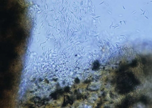 Microdochium219