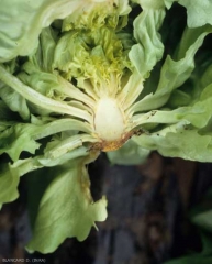 Después de haber atacado las hojas inferiores, <b> <i> Botrytis cinerea </i> </b> gana el interior de la raíz principal, a la altura del cuello; todos los tejidos se degradan, incluso los vasos